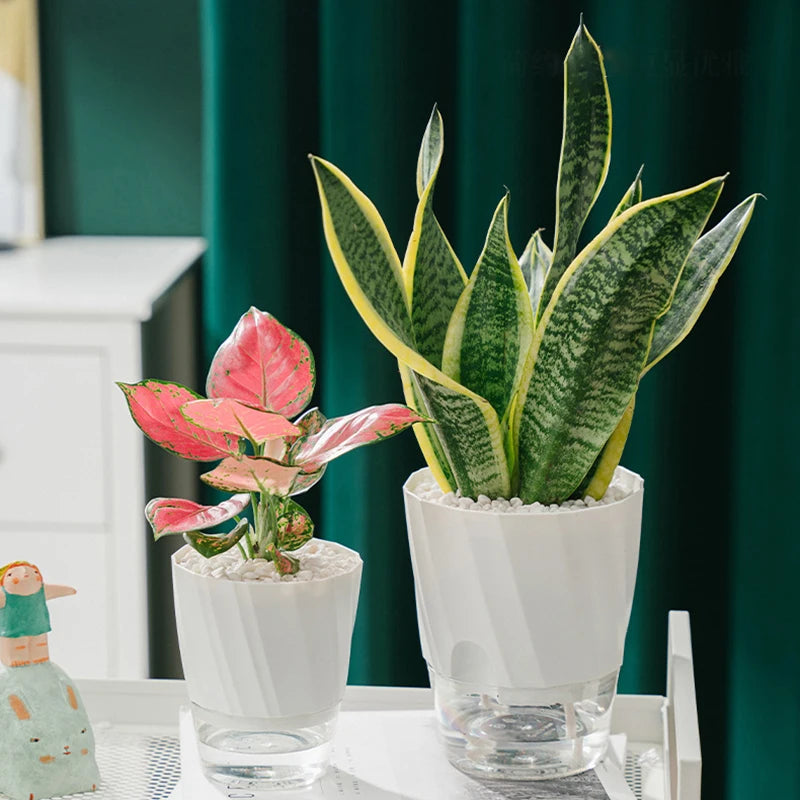 Hydroponic Flower Pot Automatic Water-Absorbing